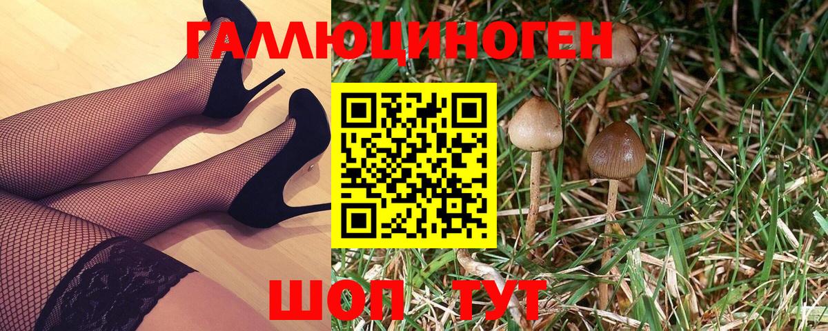Псилоцибиновые грибы Psilocybine cubensis Великий Устюг